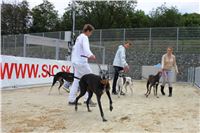 Greyhound_racing_GP_Motol_Prague_CGDF_IMG_2403.JPG