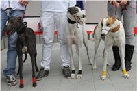 Greyhound_racing_GP_Motol_Prague_CGDF_IMG_2483.JPG