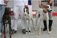 Greyhound_racing_GP_Motol_Prague_CGDF_IMG_2485.JPG