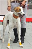 Greyhound_racing_GP_Motol_Prague_CGDF_IMG_2485_v.JPG