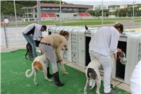 Greyhound_racing_GP_Motol_Prague_CGDF_IMG_2493.JPG