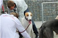 Greyhound_racing_GP_Motol_Prague_CGDF_IMG_2508.JPG