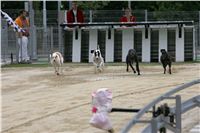 Greyhound_racing_GP_Motol_Prague_CGDF_NQ1M0016.JPG