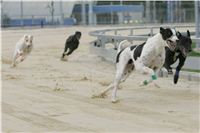 Greyhound_racing_GP_Motol_Prague_CGDF_NQ1M0034.JPG