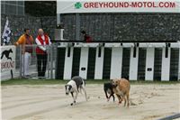 Greyhound_racing_GP_Motol_Prague_CGDF_NQ1M0071.JPG