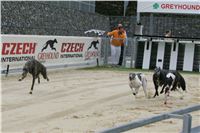 Greyhound_racing_GP_Motol_Prague_CGDF_NQ1M0107.JPG