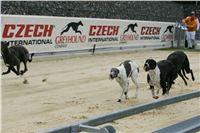 Greyhound_racing_GP_Motol_Prague_CGDF_NQ1M0110.JPG