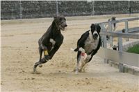 Greyhound_racing_GP_Motol_Prague_CGDF_NQ1M0118.JPG