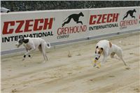 Greyhound_racing_GP_Motol_Prague_CGDF_NQ1M0203.JPG