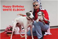 White_Elbony_Greyhound_Park_Motol_IMG_2602.jpg