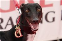 NewMac_Dior_Ceska_greyhound_dostihova_federace_DSC09471.JPG