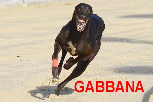 Race_track_record_classic_Greyhound_Park_Motol_DSC_4385.JPG