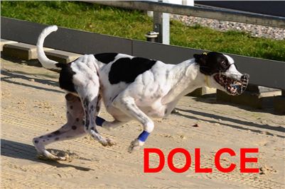 Race_track_record_sprint_Greyhound_Park_Motol_DSC_4485.JPG
