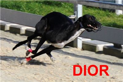Race_track_record_sprint_Greyhound_Park_Motol_IMG_3075.JPG