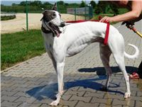 White_Zlaty_chrt_Velmistr_Czech_Greyhound_Racing_Federation.jpg White_Zlaty_chrt_Velmistr_Czech_Greyhound_Racing_Federation.jpg