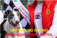 Winner_Greyhound_White_Elbony_Czech_Greyhound_Racing_Federation.jpg
