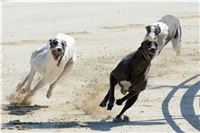Greyhound_White_Greyhound_Park_Motol_Czech_Greyhound_Racing_Federation.jpg