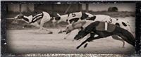 Chrti_zavody_ Czech_Greyhound_Racing_Federation_NQ1M7076[1].jpg
