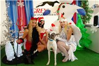 Greyhound_CHANEL_Mikulas_Greyhound_race_2010_Czech_Greyhound_Racing_Federation.jpg