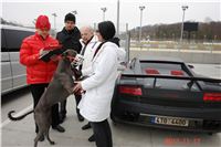 Greyhound_Park_Motol_Prague_Racing_DSC04948.JPG
