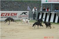 Greyhound_Park_Motol_Prague_Racing_DSC05089.jpg