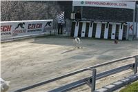 13-Greyhound_Race_Track_Prague_NQ1M0019.JPG