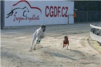 14-Greyhound_Race_Track_Prague_NQ1M0025.JPG