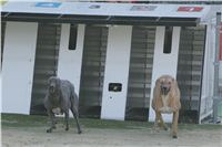 17-Greyhound_Race_Track_Prague_NQ1M0036.JPG