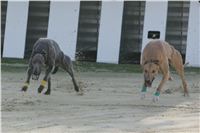 18-Greyhound_Race_Track_Prague_NQ1M0037.JPG