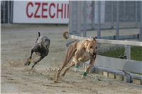 20-Greyhound_Race_Track_Prague_NQ1M0047.JPG