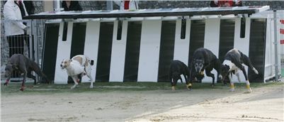 25-Greyhound_Race_Track_Prague_NQ1M0077.JPG