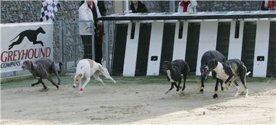 26-Greyhound_Race_Track_Prague_NQ1M0078.JPG