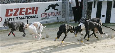27-Greyhound_Race_Track_Prague_NQ1M0079.JPG