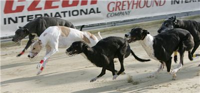 28-Greyhound_Race_Track_Prague_NQ1M0080.JPG