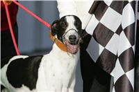 31-Greyhound_Race_Track_Prague_NQ1M0114.JPG