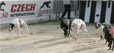 41-Greyhound_Race_Track_Prague_NQ1M0159.JPG