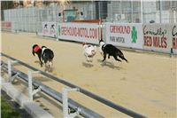44a-Greyhound_Race_Track_Prague_NQ1M0165.JPG