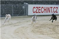 46-Greyhound_Race_Track_Prague_NQ1M0189.JPG