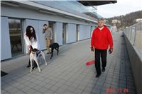 Greyhound_Racing_Prague_CGDF_DSC05256.JPG