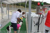 5_Greyhound_Park_Motol_Czech_Greyhound_Racing_Federation_IMG_0146.JPG