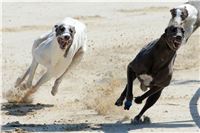 Greyhound_White_Greyhound_Park_Motol_Czech_Greyhound_Racing_Federation_v.jpg