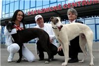 Puppy_White_Prague_Airport_Czech_Greyhound_Racing_Federation.JPG