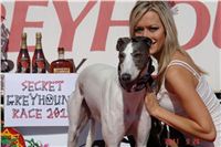 Zlaty_Chrt_Velmistr_White_Czech_Greyhound_Racing_Federation.jpg