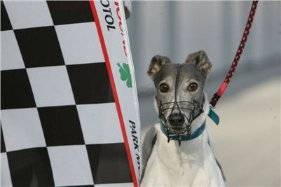 Greyhound_Racing_Prague_CGDF_NQ1M0008