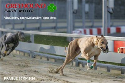 Greyhound_Racing_Prague_CGDF_NQ1M0048.jpg