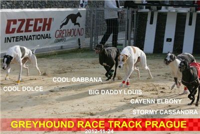 Greyhound_Racing_Prague_CGDF_NQ1M0048.jpg