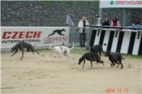 Greyhound_Park_Motol_Prague_Racing_DSC05089.JPG