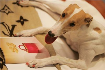 Queen_Vuitton_Louis_Vuitton_Czech_Greyhound_Racing_Federation_4.jpg