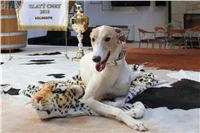 Queen_Vuitton_Czech_Greyhound_Racing_Federation.jpg