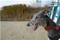 Aldo_87m_Czech_Greyhound_Racing_Federation_DSC05799.JPG